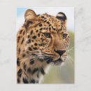 Suche nach leopard postkarten Natur