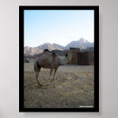 Suche nach kamele poster Natur