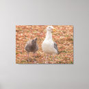 Suche nach küken leinwandbilder Fotografie