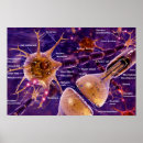 Suche nach synapsen poster Wissenschaft