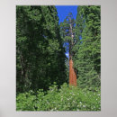 Suche nach riesiger poster Mammutbaum