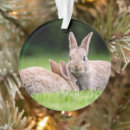 Suche nach wilde kaninchen ornamente Natur