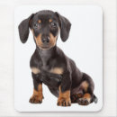 Suche nach dachshunds elektronik zubehör Welpe