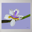 Suche nach lilly poster Flower