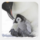 Suche nach kaiser aufkleber Pinguin
