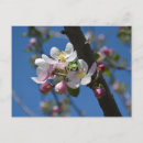 Suche nach apfelbaum Obstgarten