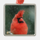 Suche nach singvögel ornamente Kardinal