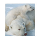 Suche nach eisbär notizblock Bären