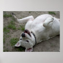 Suche nach dogo argentino poster Rasse