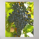 Suche nach cabernet sauvignon poster Wachstum