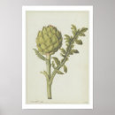Suche nach artischocken poster Botanisch