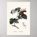 Suche nach himbeere poster Frucht
