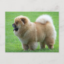 Suche nach chow chow postkarten Welpen