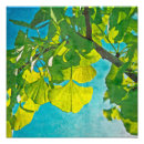 Suche nach ginkgo blätter poster Baum