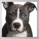 Suche nach pit bull poster Apbt