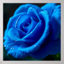 Suche nach blaue rose poster Blume