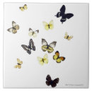 Suche nach der schmetterling fliesen Fotografie