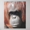 Suche nach orangutan poster Ape