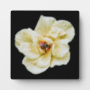 Suche nach bienen fotoplatten Sommer