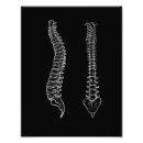 Suche nach wirbelsäule poster Anatomie