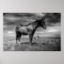 Suche nach dunkles pferd poster Pferde