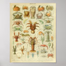 Suche nach vintage hummer poster Meereslebewesen