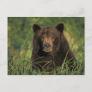 Suche nach braunbär postkarten Tierwelt