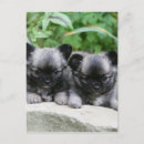 Suche nach pam postkarten Chihuahua