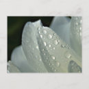 Suche nach foto der blume postkarten Für sie/ihn