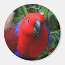 Suche nach parrot magnete Tierwelt