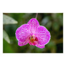 Suche nach orchideen blume poster Fotografie