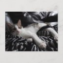 Suche nach diva postkarten Niedlich