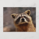 Suche nach raccoon postkarten Neugierig