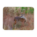 Suche nach weißer hirsch magnete Natur