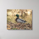 Suche nach wasservögel leinwandbilder Teich