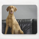 Suche nach wachsamkeit mousepads Betrachten der kamera