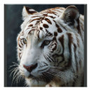 Suche nach tigerplakat Weißer tiger