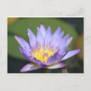 Suche nach lilly postkarten Wasser