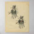 Suche nach menschliche hand poster Anatomie