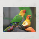 Suche nach tropische vögel postkarten Dschungel