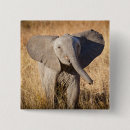 Suche nach afrikanischer elefant buttons Wildtiere