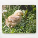 Suche nach küken mousepads Geflügel