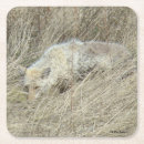Suche nach canis untersetzer Kojote
