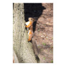 Suche nach eichhörnchen baum poster Fotografie