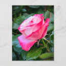 Suche nach süße liebe postkarten Rose