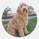 Suche nach labradoodles aufkleber Labrador