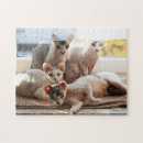 Suche nach sphynx puzzle Kätzchen
