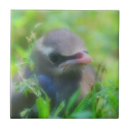 Suche nach bird fliesen Tierwelt
