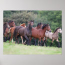 Suche nach ponys poster Feld