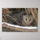 Suche nach opossums poster Summen